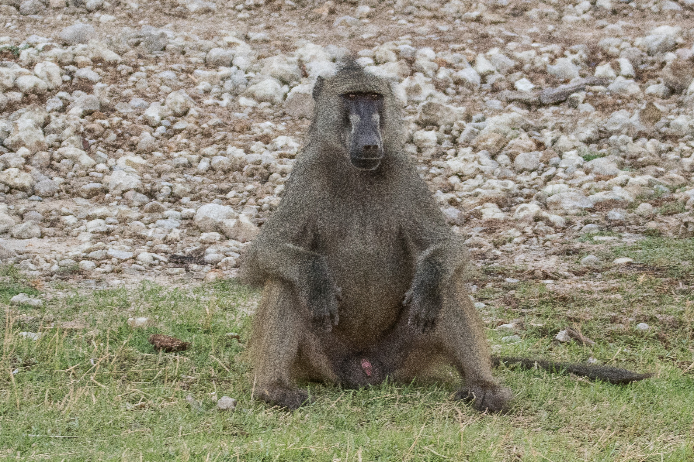 Babouin chacma, ou Chacma (Chacma baboon, Papio ursinus), mâle adulte sur la berge de la rivière Chobe, Chobe National Park, Botswana.